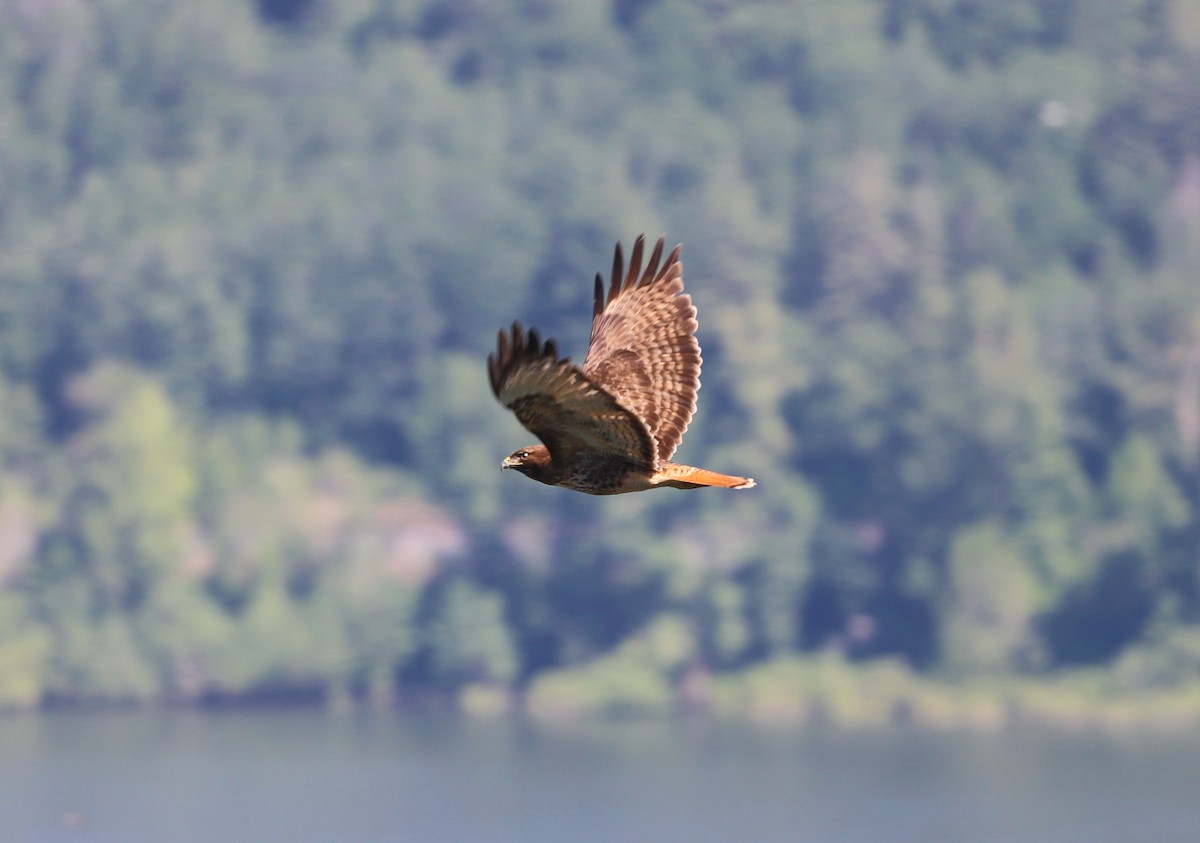 Red-tailed Hawk (calurus/alascensis) - ML619943677