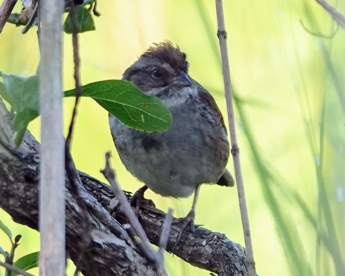 Swamp Sparrow - ML619943688