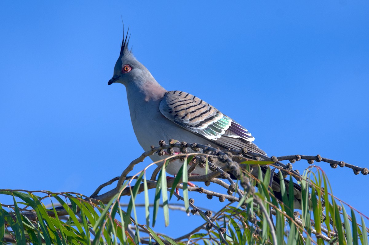 Crested Pigeon - ML619943697