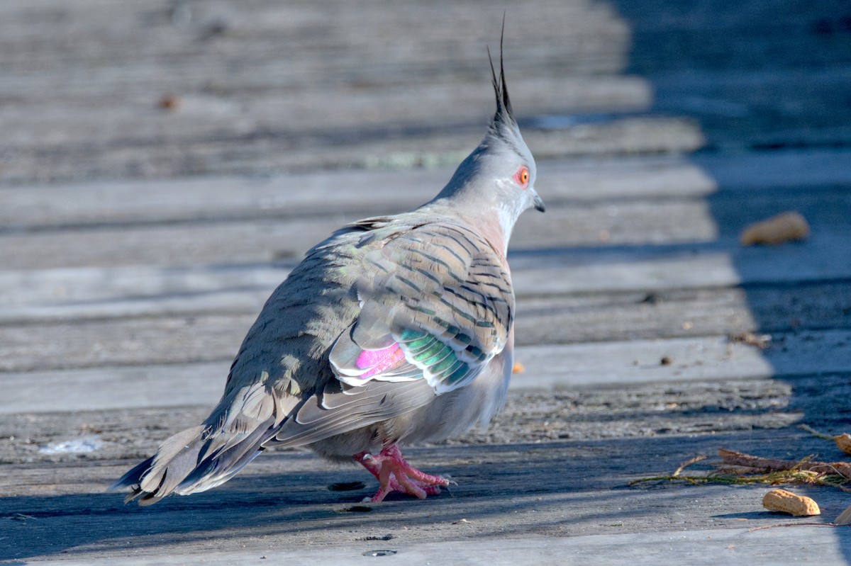 Crested Pigeon - ML619943698