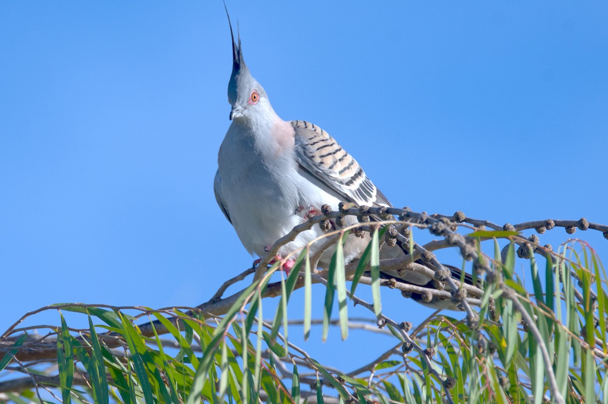 Crested Pigeon - ML619943699