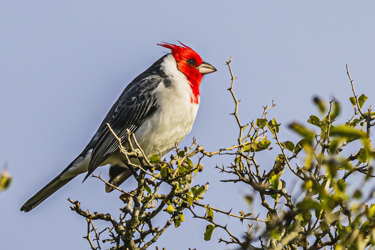 Red-crested Cardinal - ML619943720