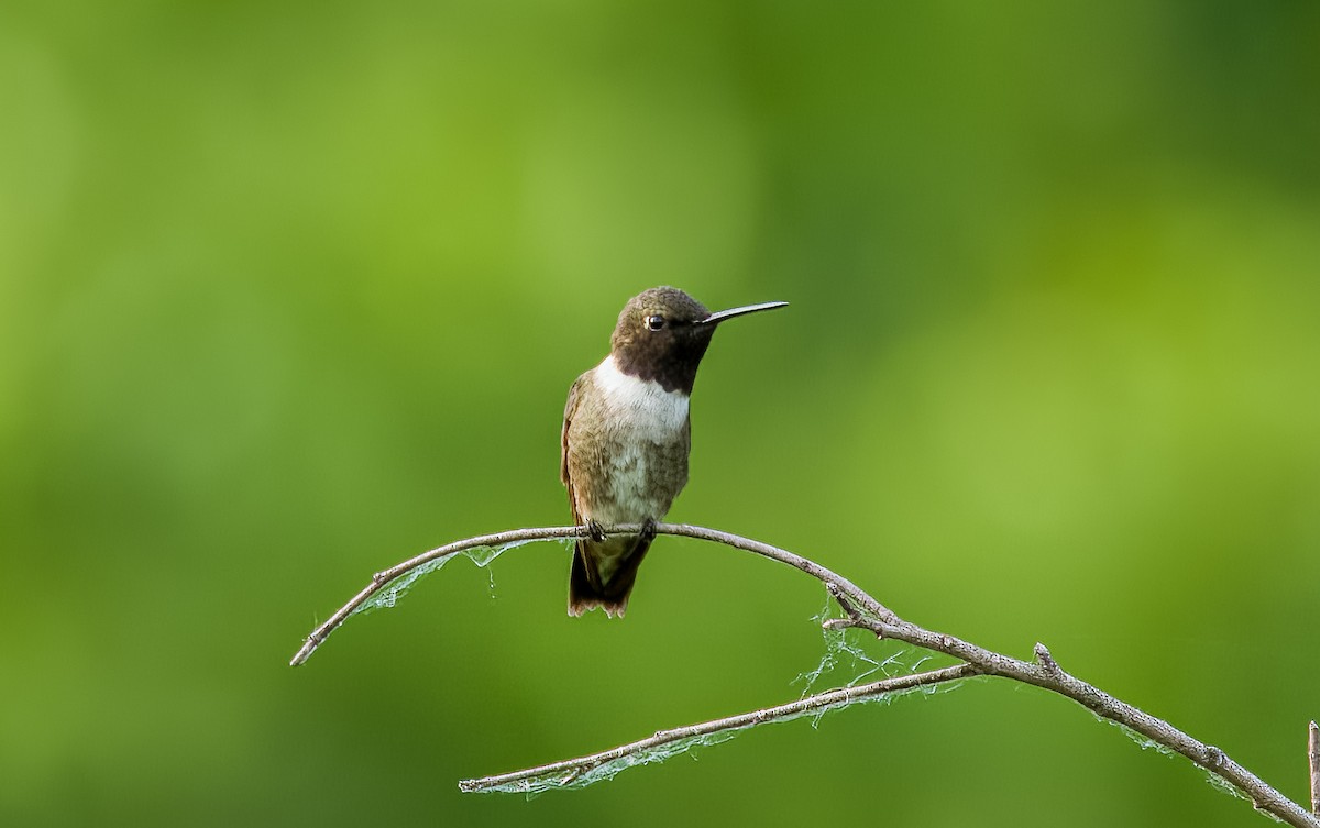 Black-chinned Hummingbird - Matt Ratcliffe