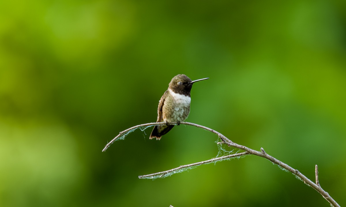 Black-chinned Hummingbird - ML619943724
