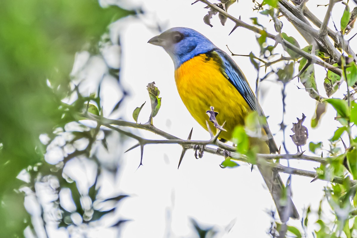 Blue-and-yellow Tanager - ML619943732