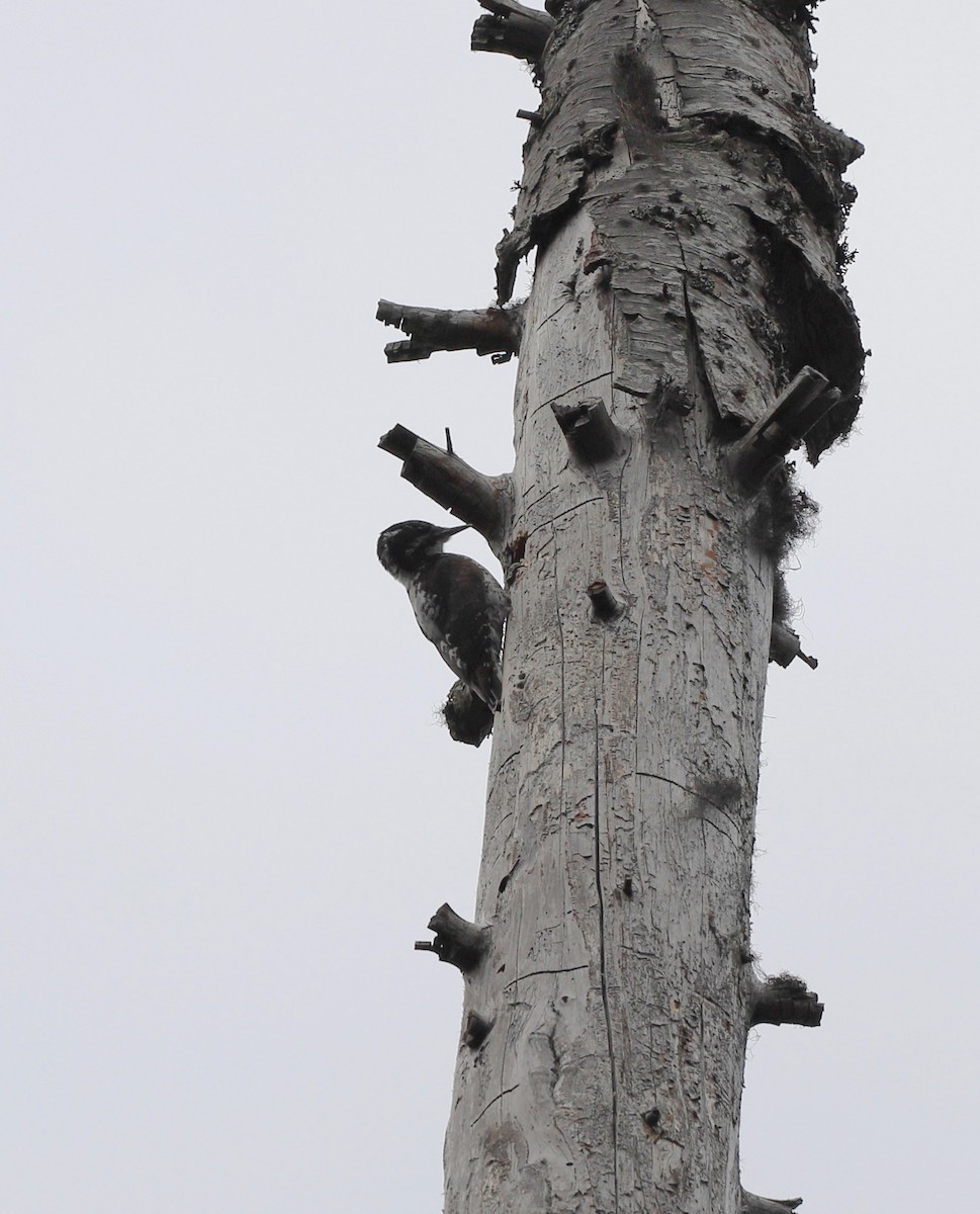 American Three-toed Woodpecker - ML619943743