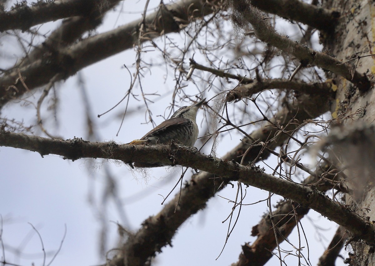 American Three-toed Woodpecker - ML619943750