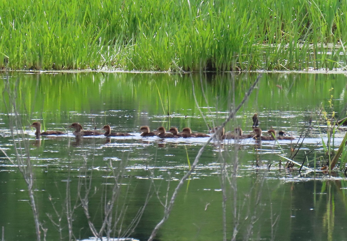 Hooded Merganser - ML619943756