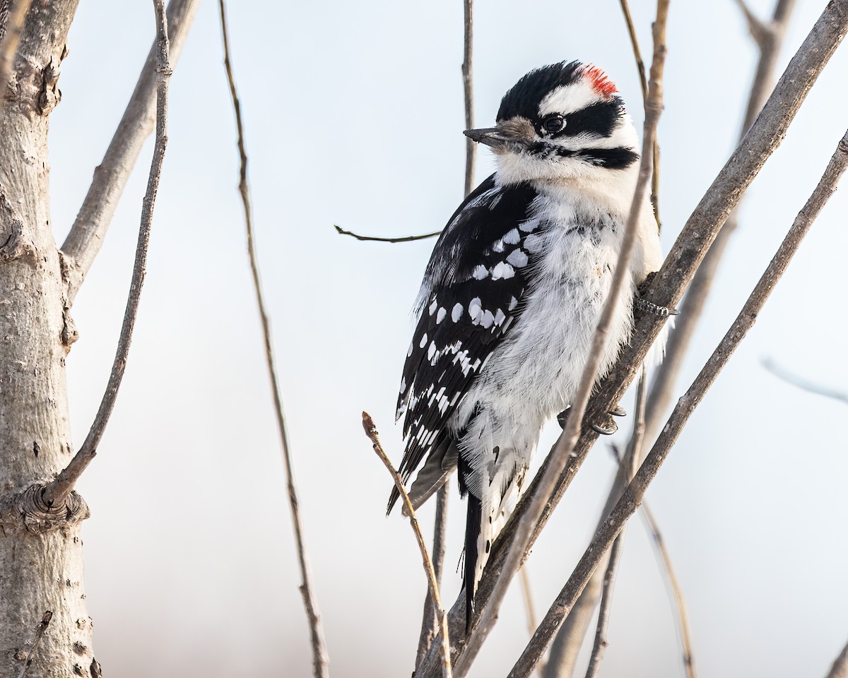 Downy Woodpecker - ML619943759