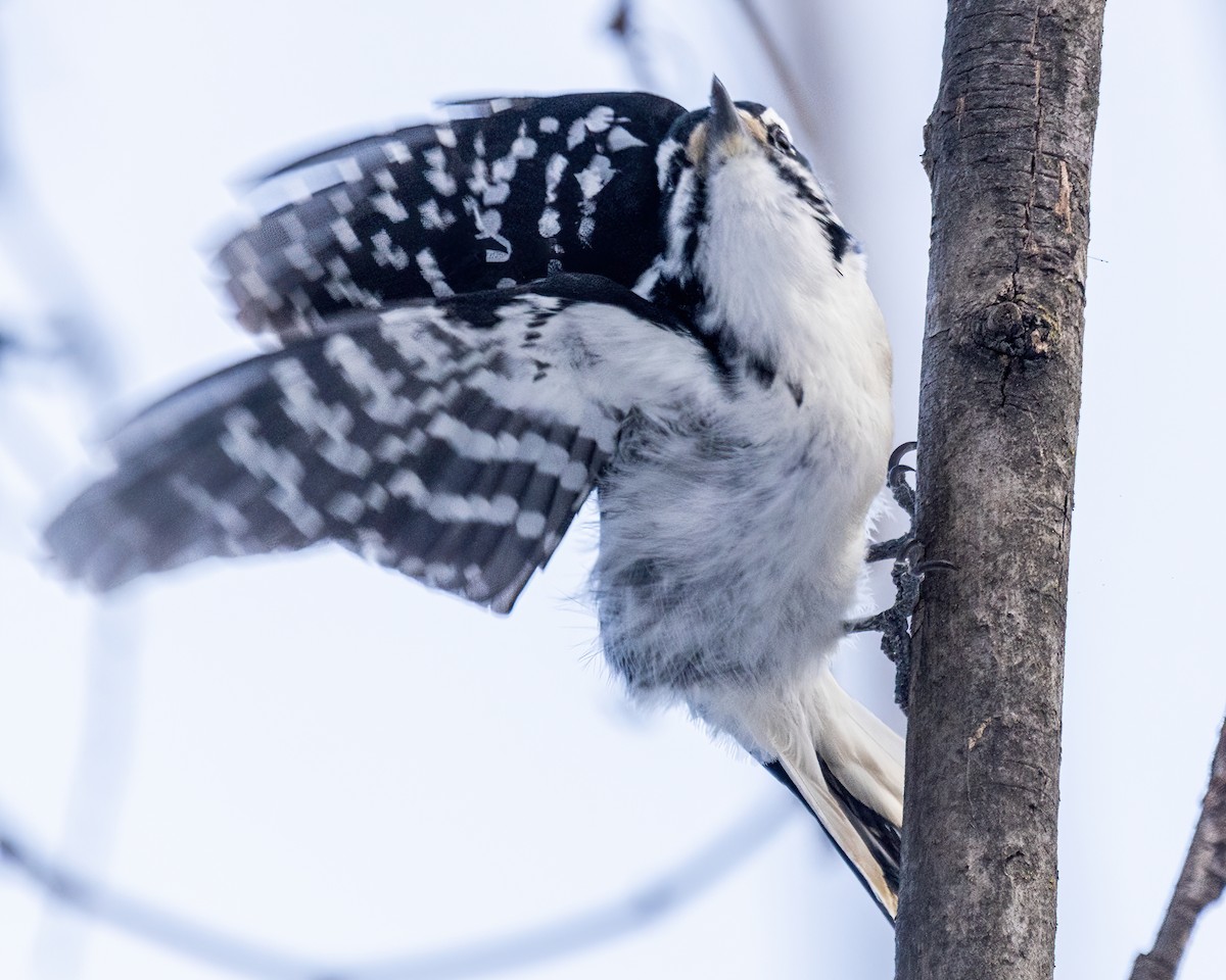 Hairy Woodpecker - ML619943762