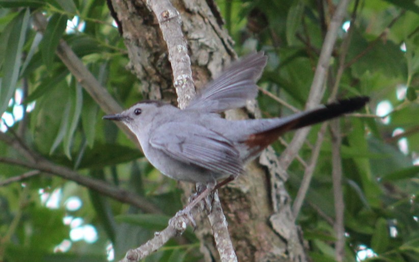 Gray Catbird - ML619943765