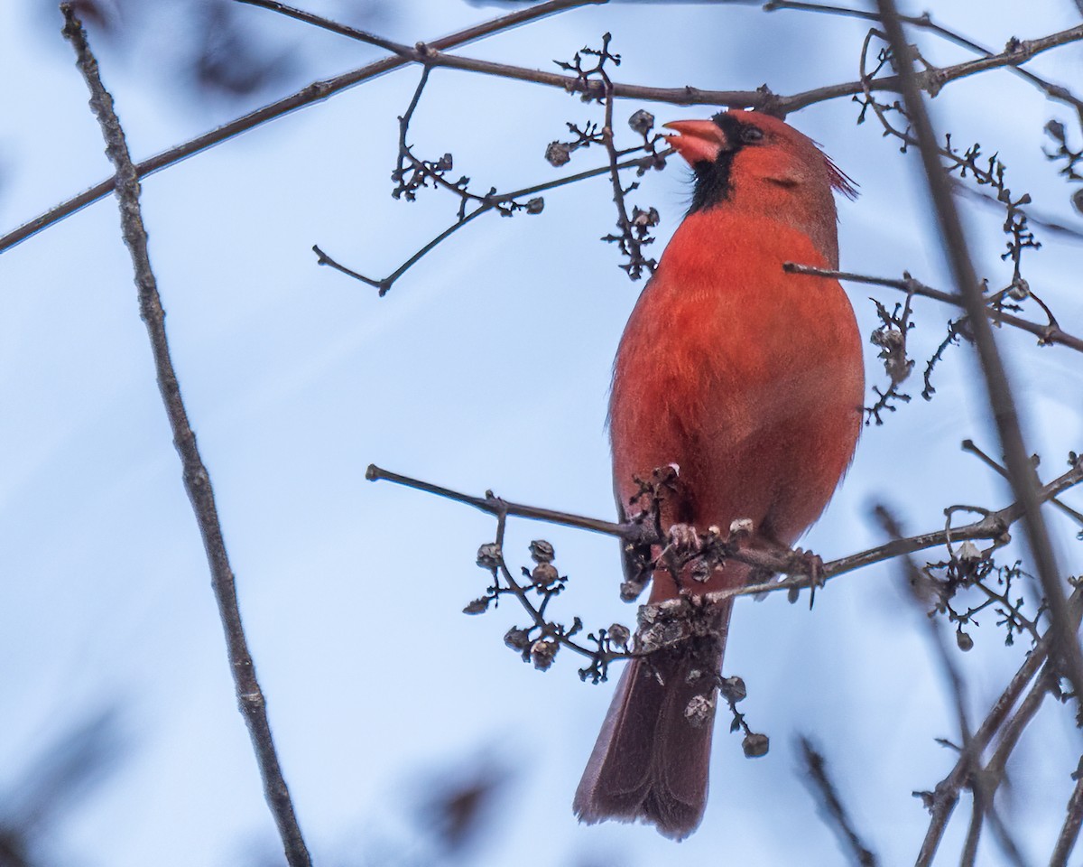 Cardinal rouge - ML619943776