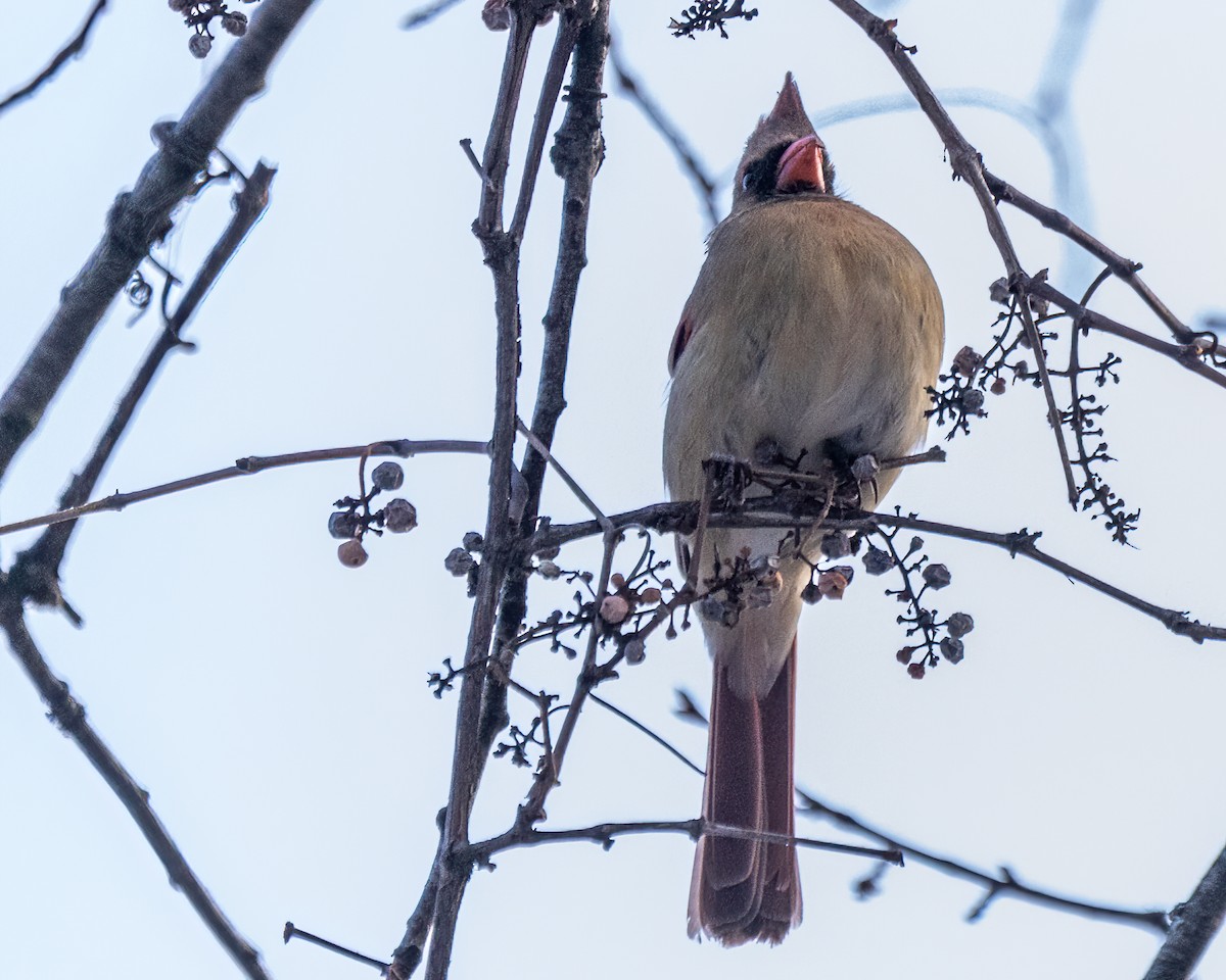 Cardinal rouge - ML619943777