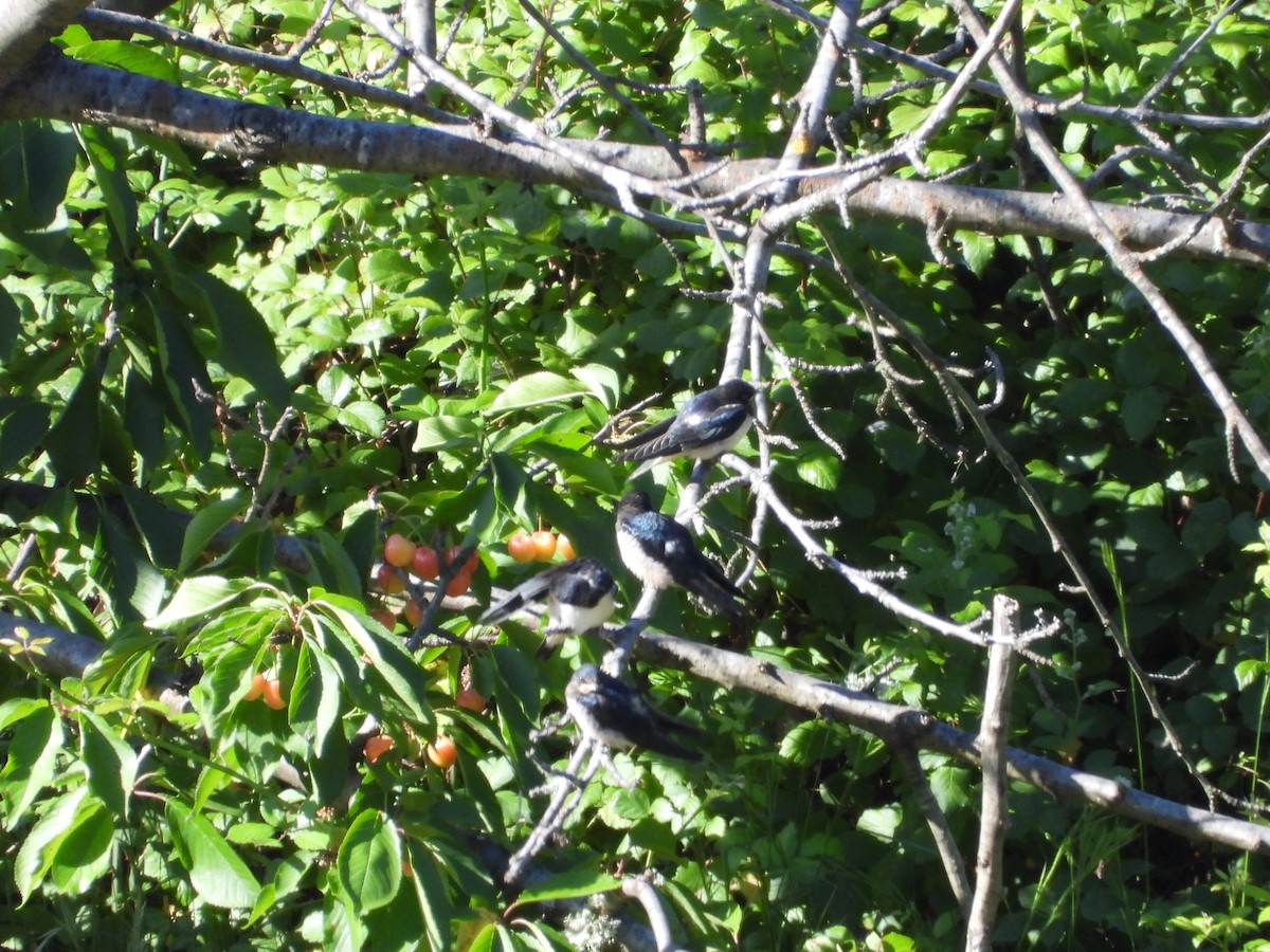 Barn Swallow - ML619943789