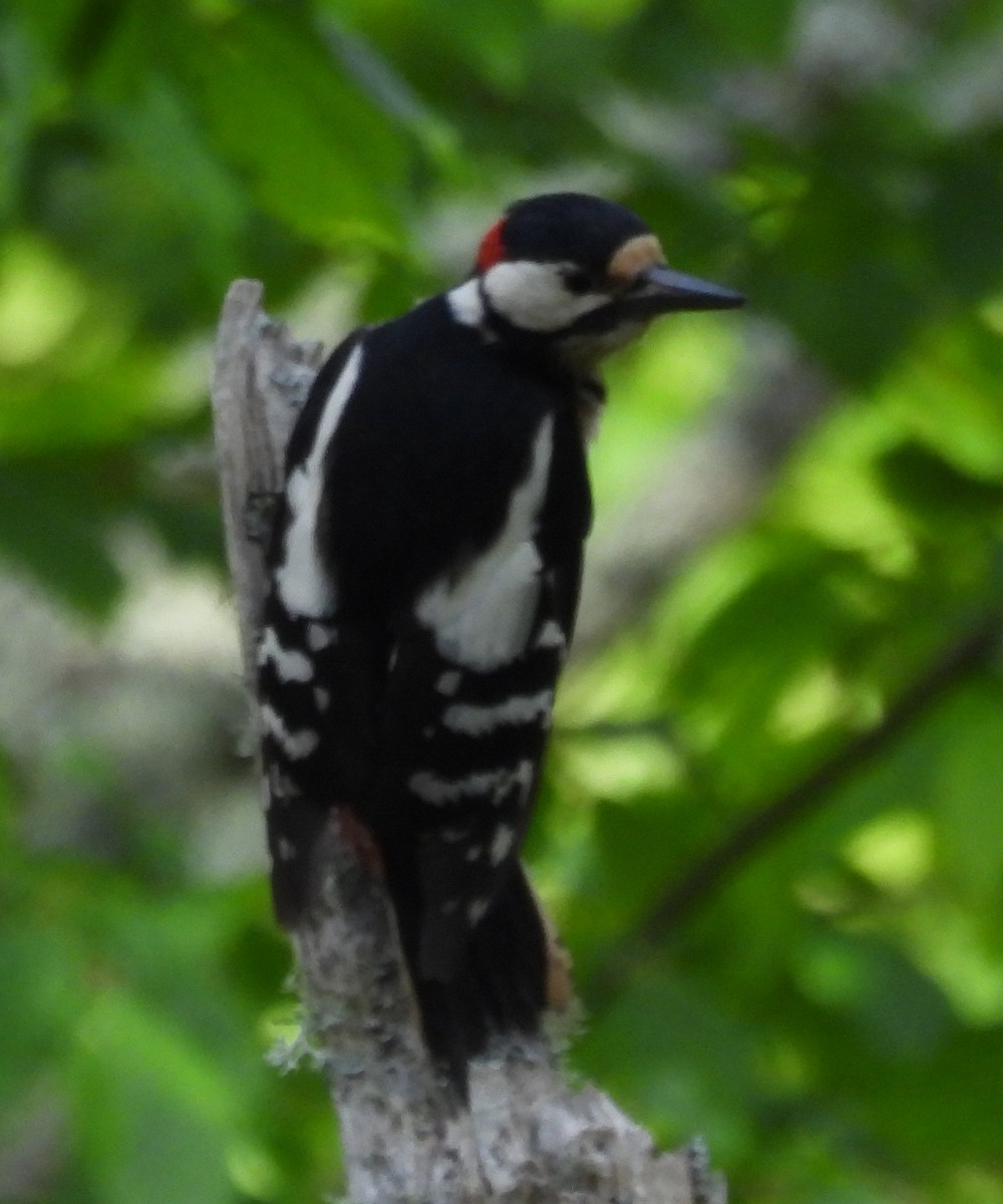 Great Spotted Woodpecker - ML619943790