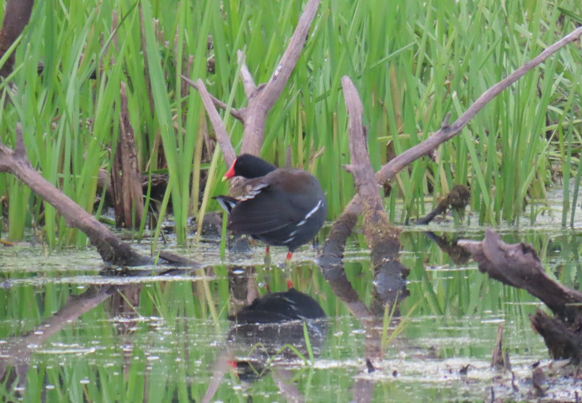 Common Gallinule - ML619943827