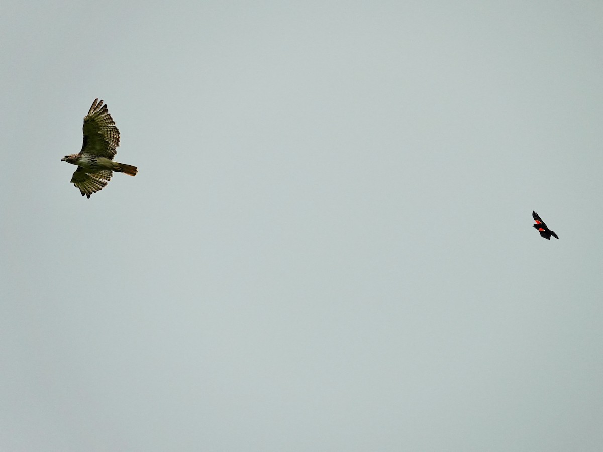 Red-tailed Hawk - ML619943829