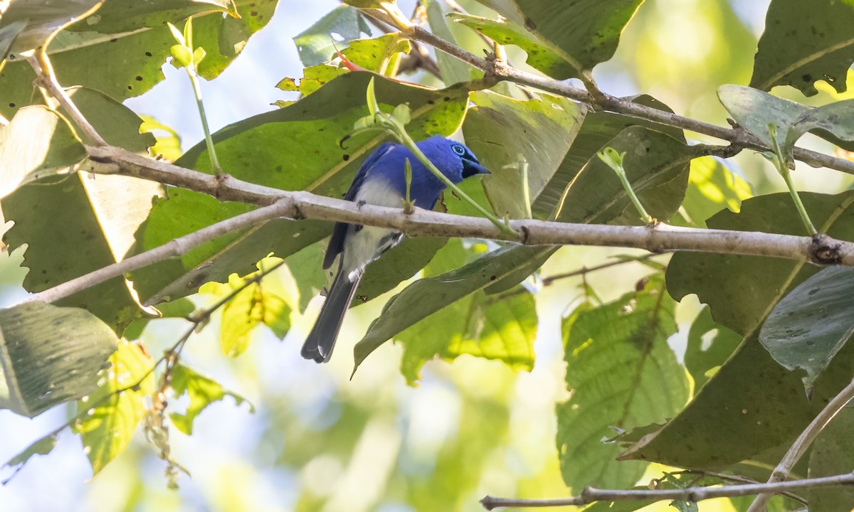 Short-crested Monarch - Paul Fenwick