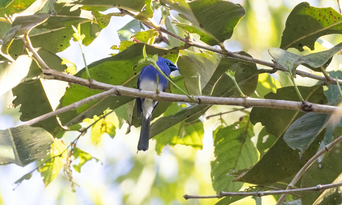 Short-crested Monarch - ML619943832