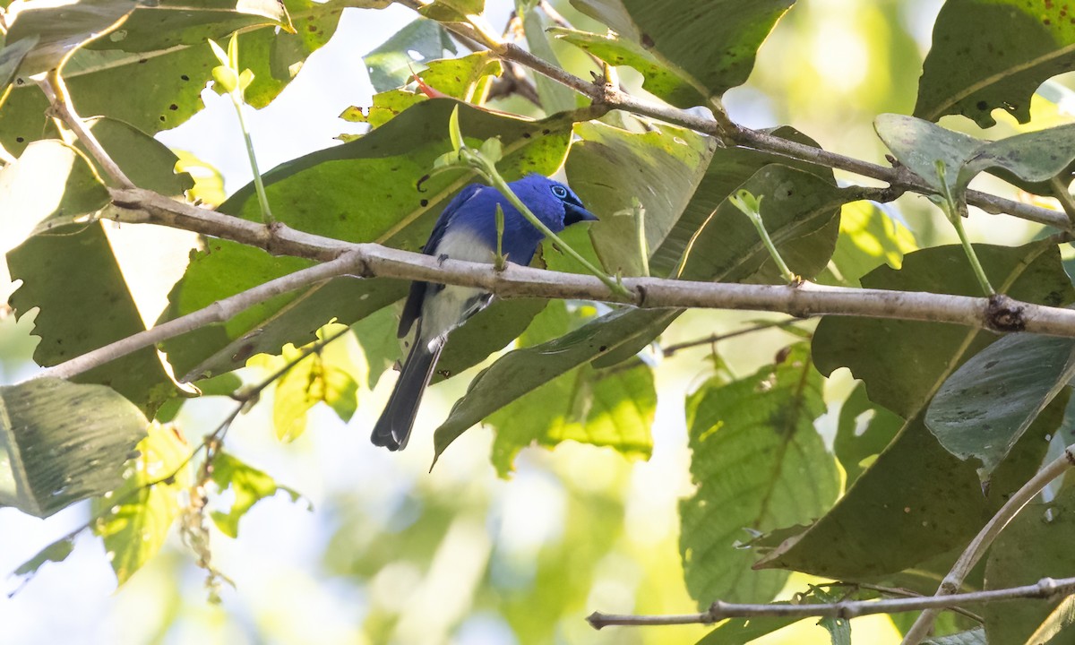 Short-crested Monarch - ML619943833