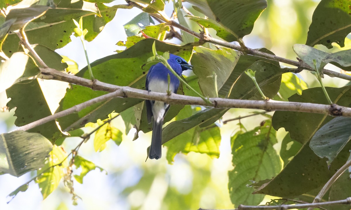 Short-crested Monarch - Paul Fenwick