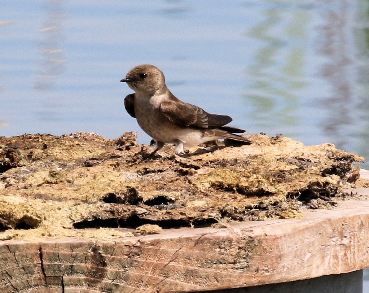 Northern Rough-winged Swallow - ML619943837