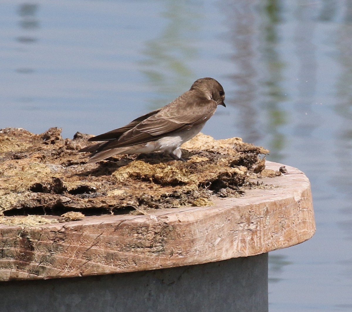 Northern Rough-winged Swallow - ML619943838