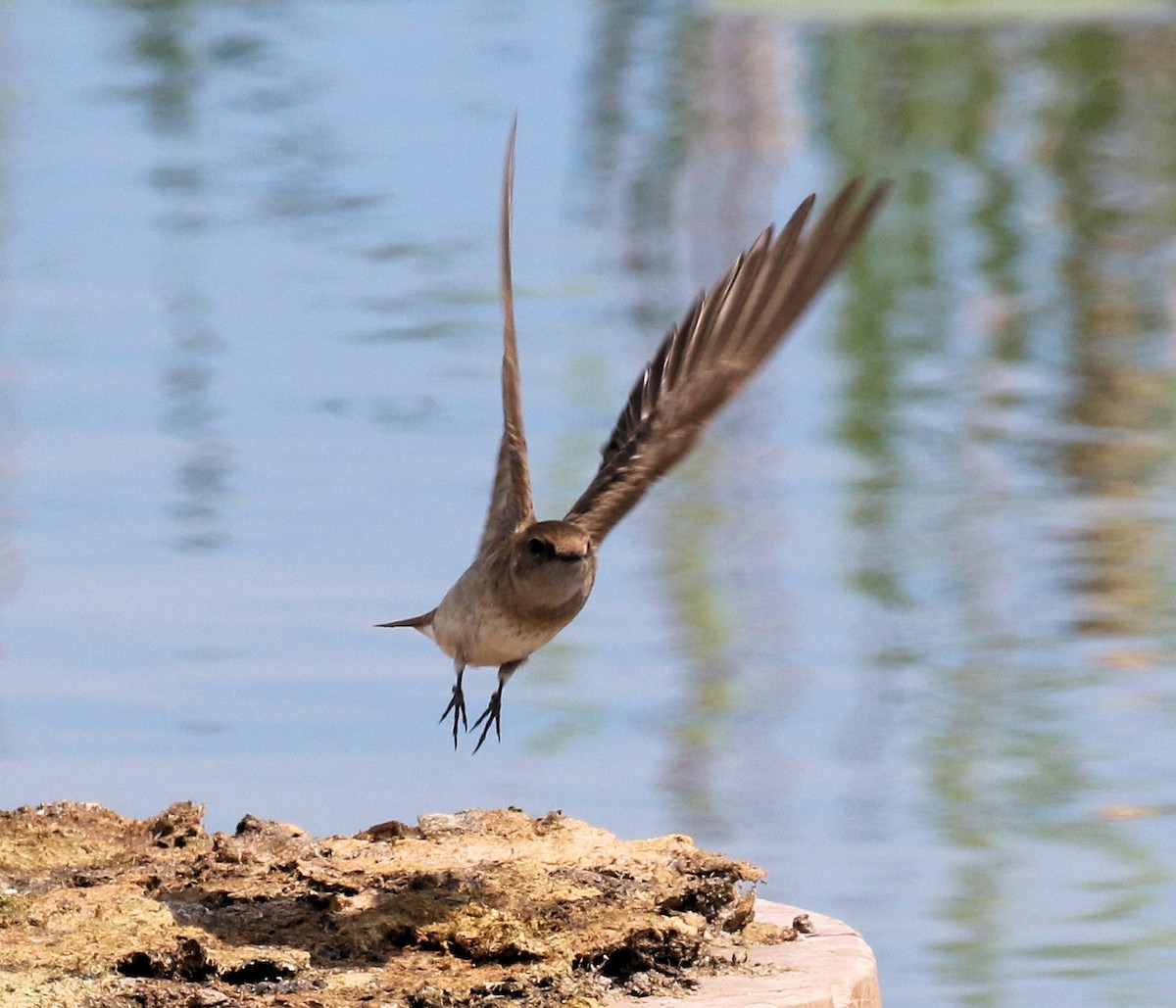 Northern Rough-winged Swallow - ML619943839