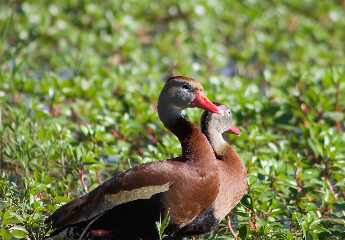 Black-bellied Whistling-Duck - ML619943855