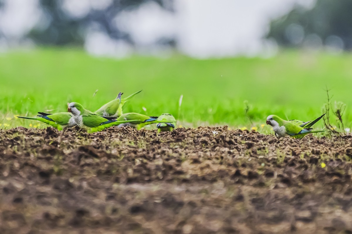 Monk Parakeet - ML619943860