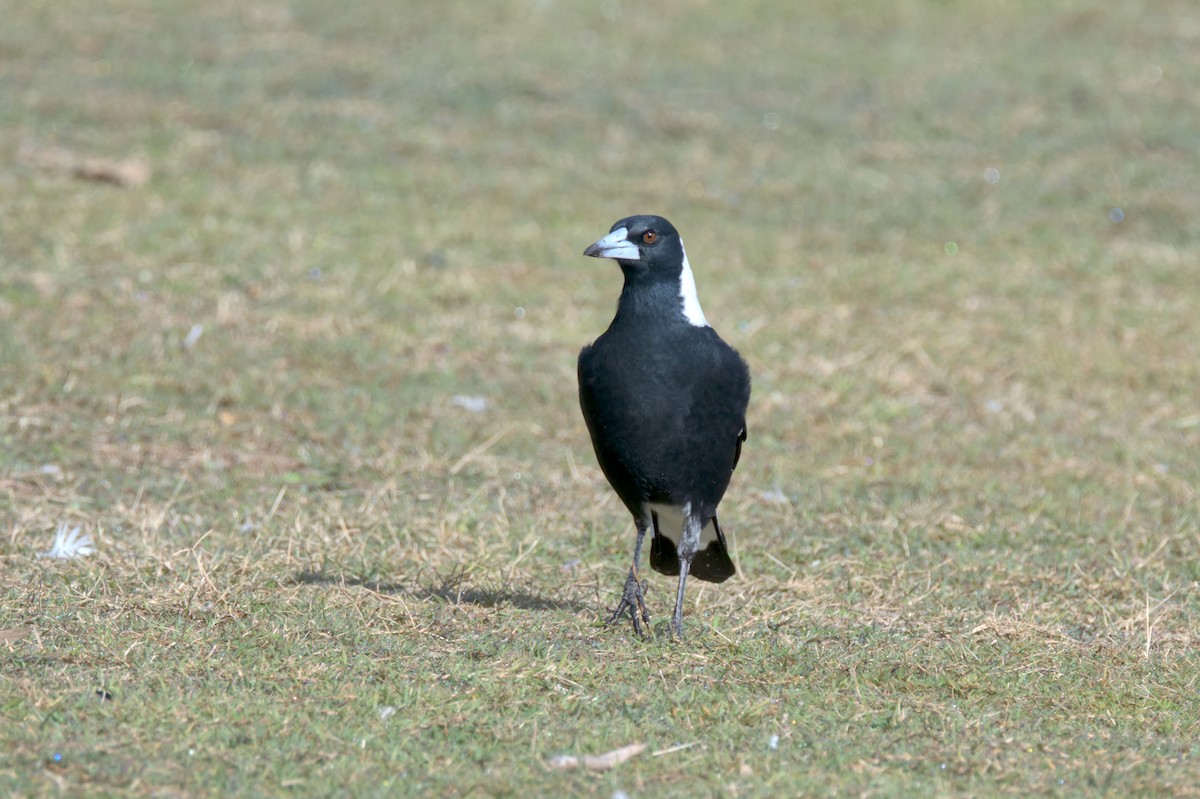 Pied Currawong - ML619943870