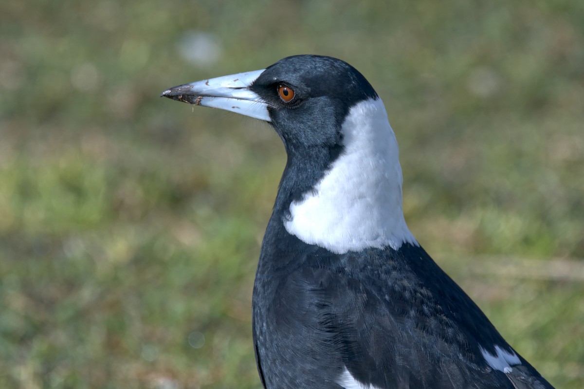 Pied Currawong - ML619943871