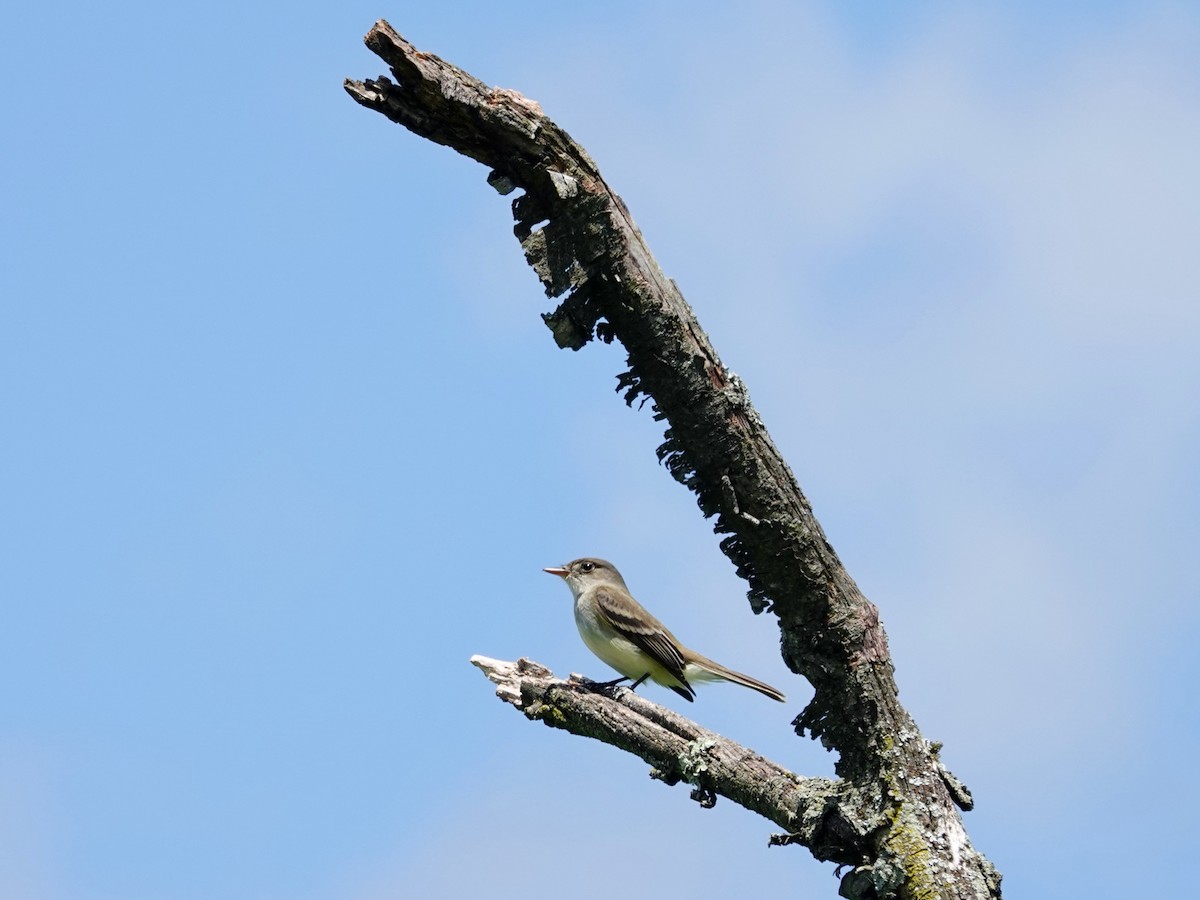 Willow Flycatcher - ML619943875