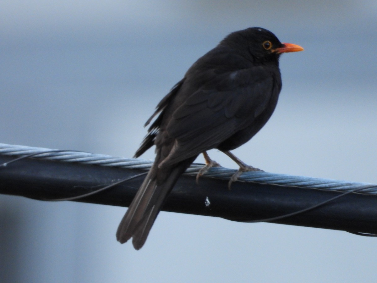 Eurasian Blackbird - ML619943893