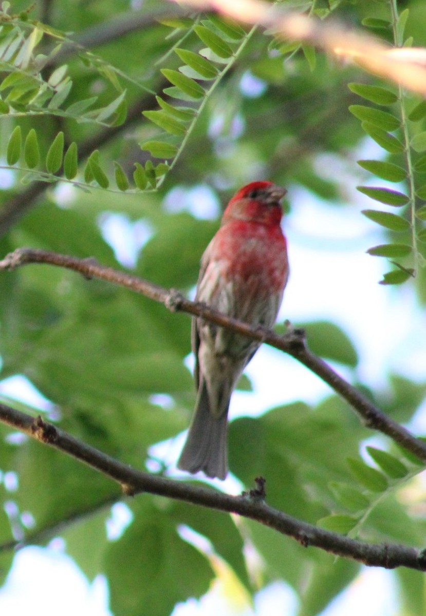 House Finch - ML619943896