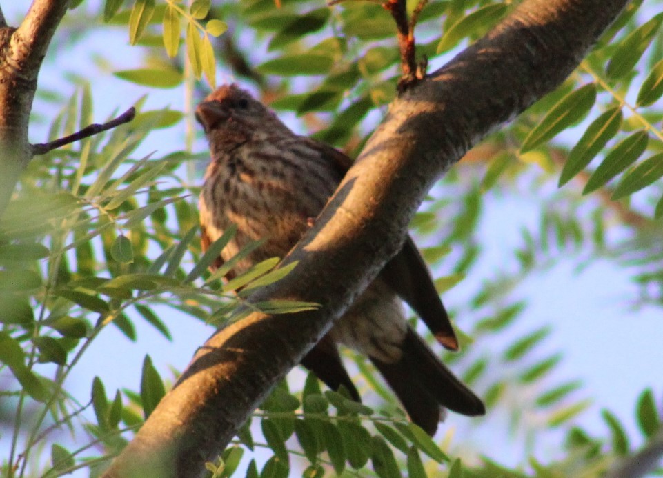 House Finch - ML619943897