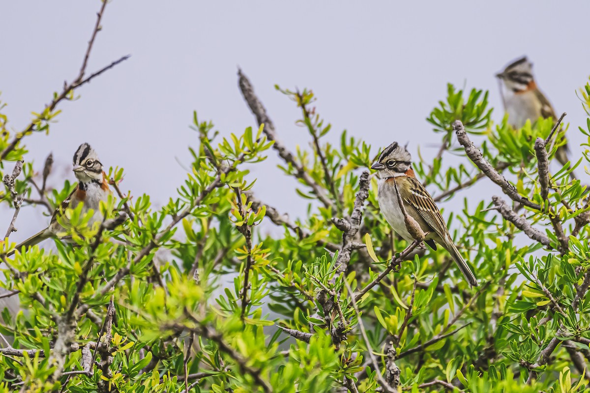 Rufous-collared Sparrow - ML619943908