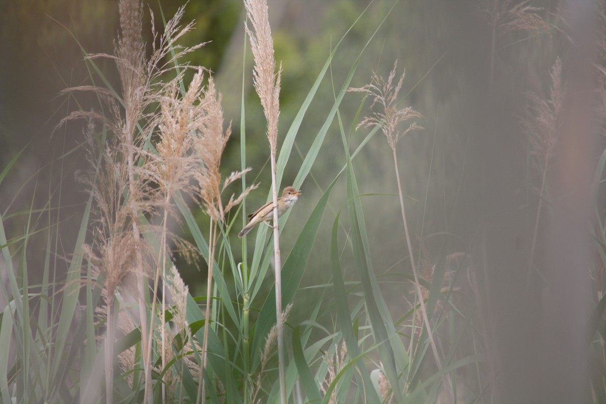 Great Reed Warbler - ML619943909