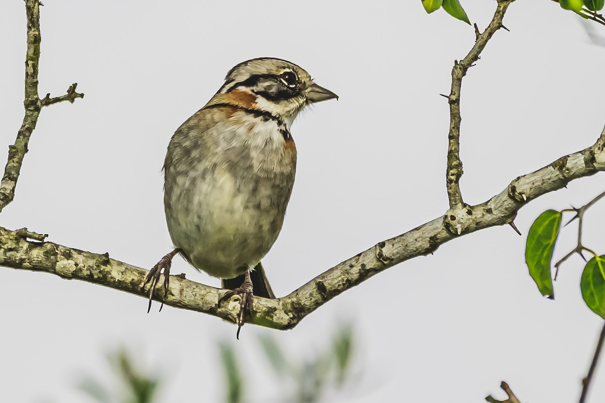Rufous-collared Sparrow - ML619943921