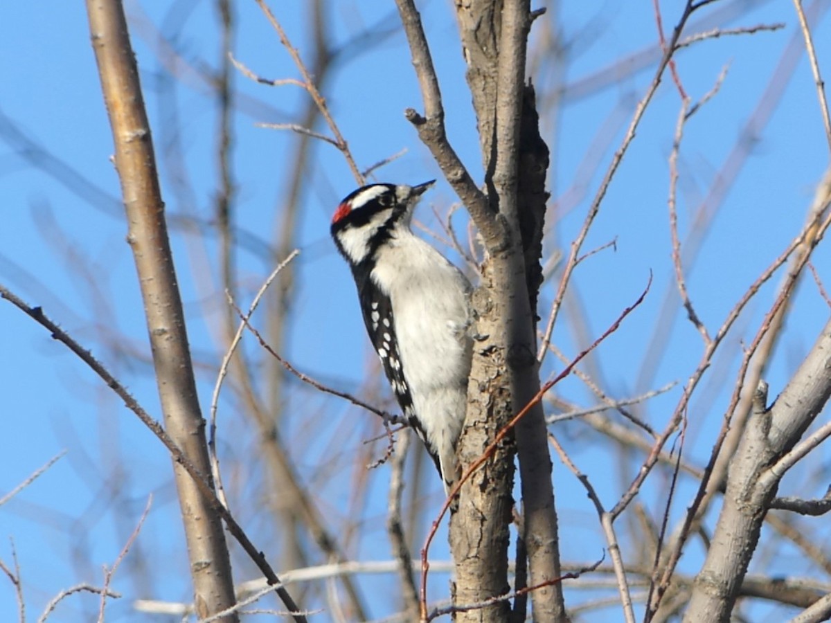 Downy Woodpecker - ML619943924