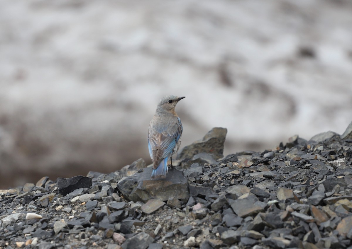 Mountain Bluebird - ML619943925