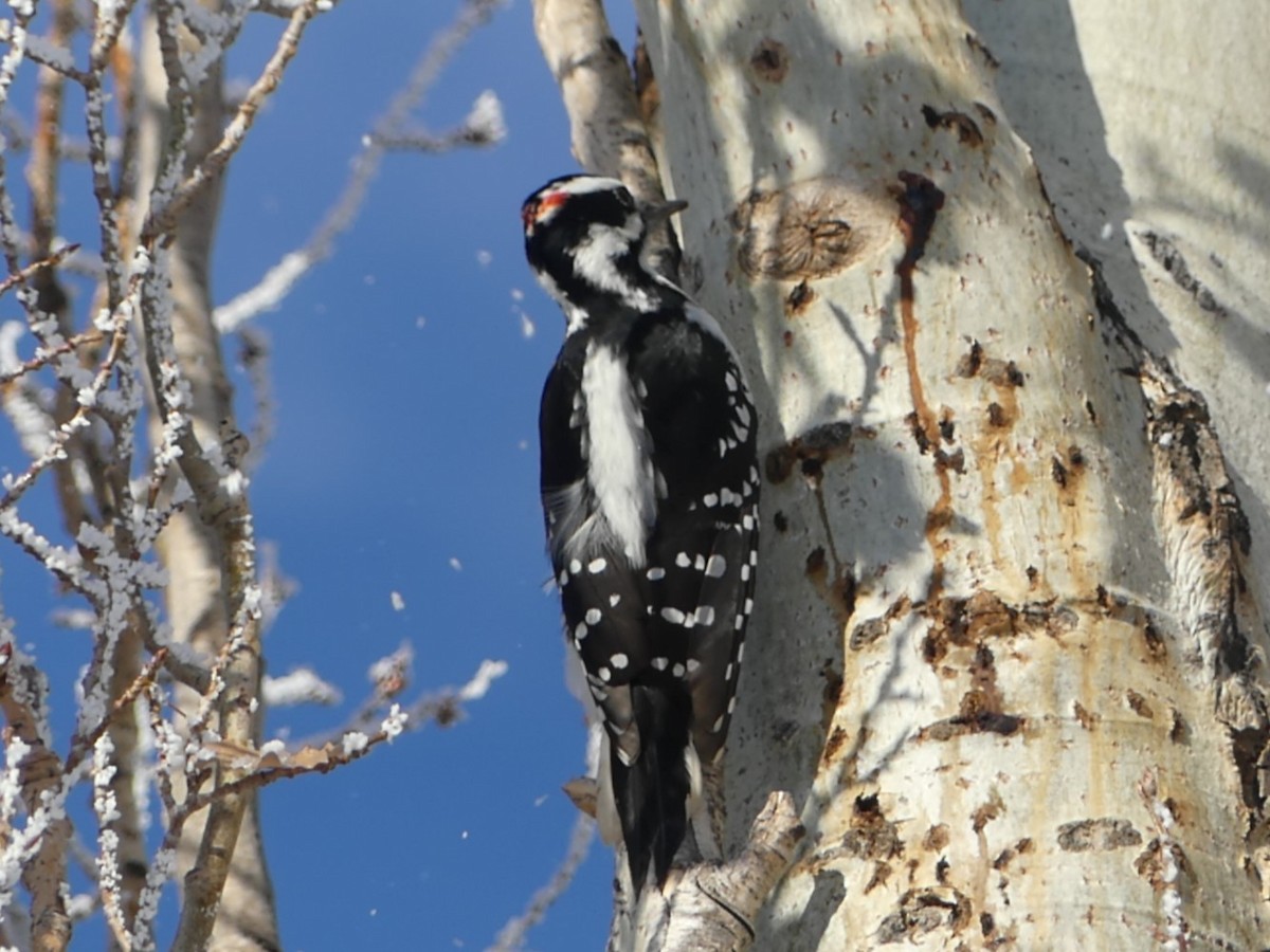 Hairy Woodpecker - ML619943929