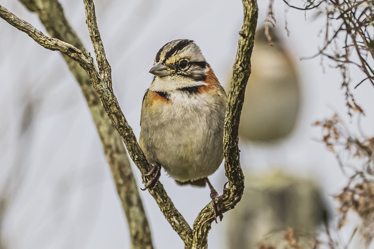 Rufous-collared Sparrow - ML619943936