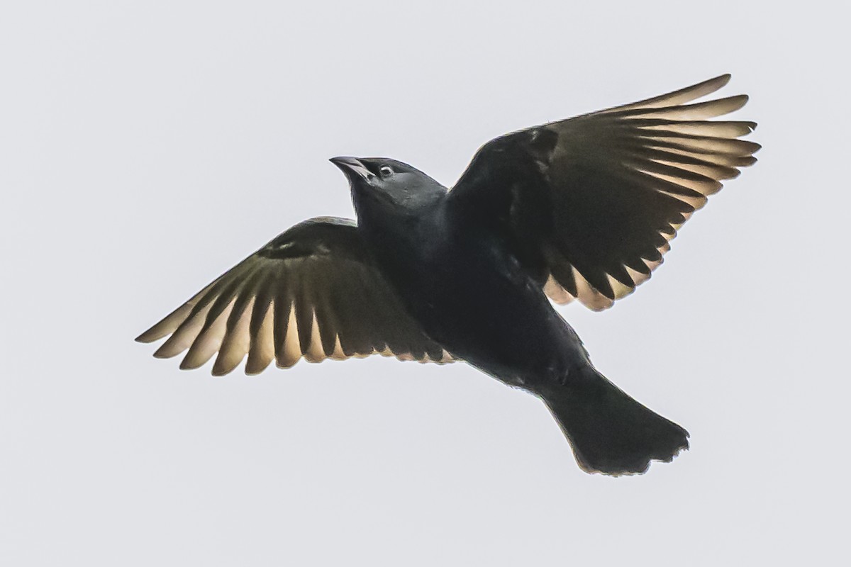 Chopi Blackbird - ML619943944