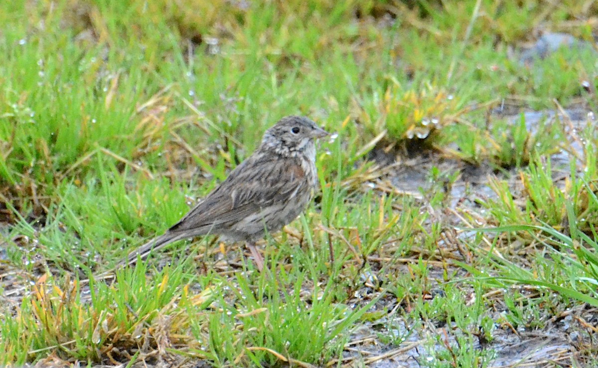 Vesper Sparrow - ML619943957