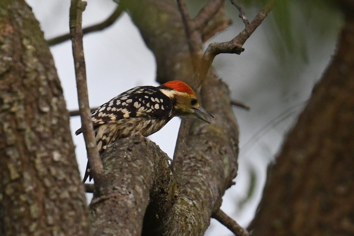 Yellow-crowned Woodpecker - ML619943964