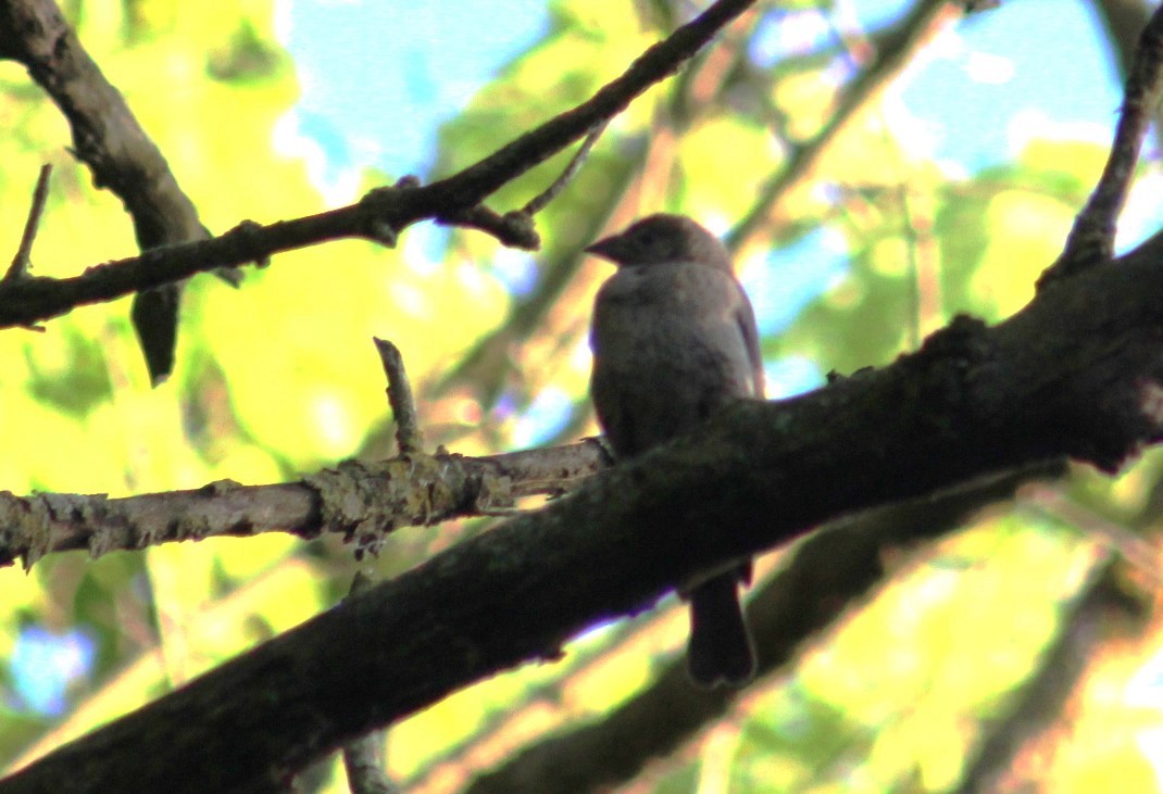 Brown-headed Cowbird - ML619943992