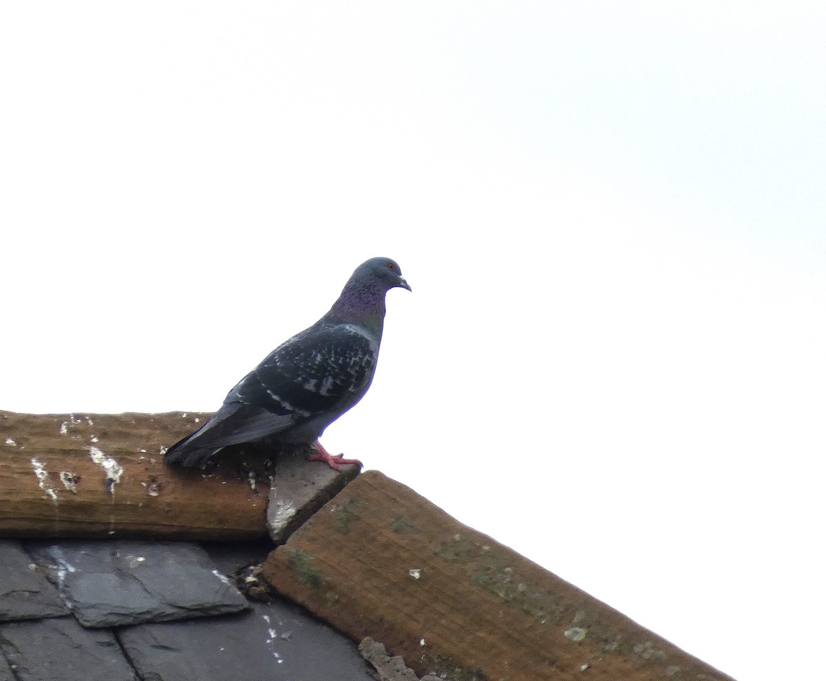 Rock Pigeon (Feral Pigeon) - ML619943995