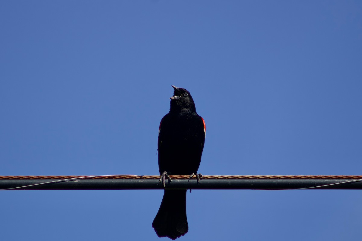 Red-winged Blackbird - ML619944006