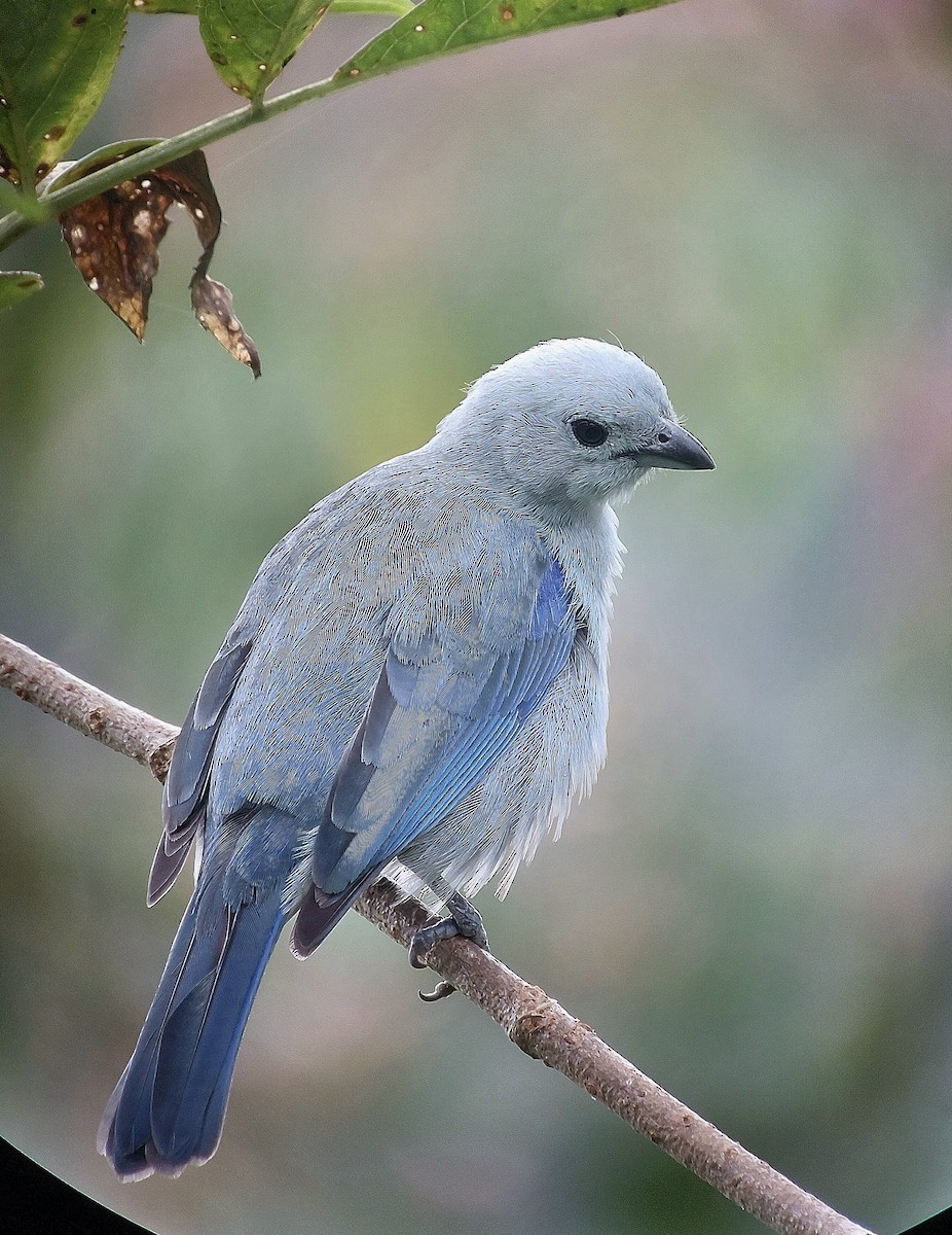 Blue-gray Tanager - ML619944022